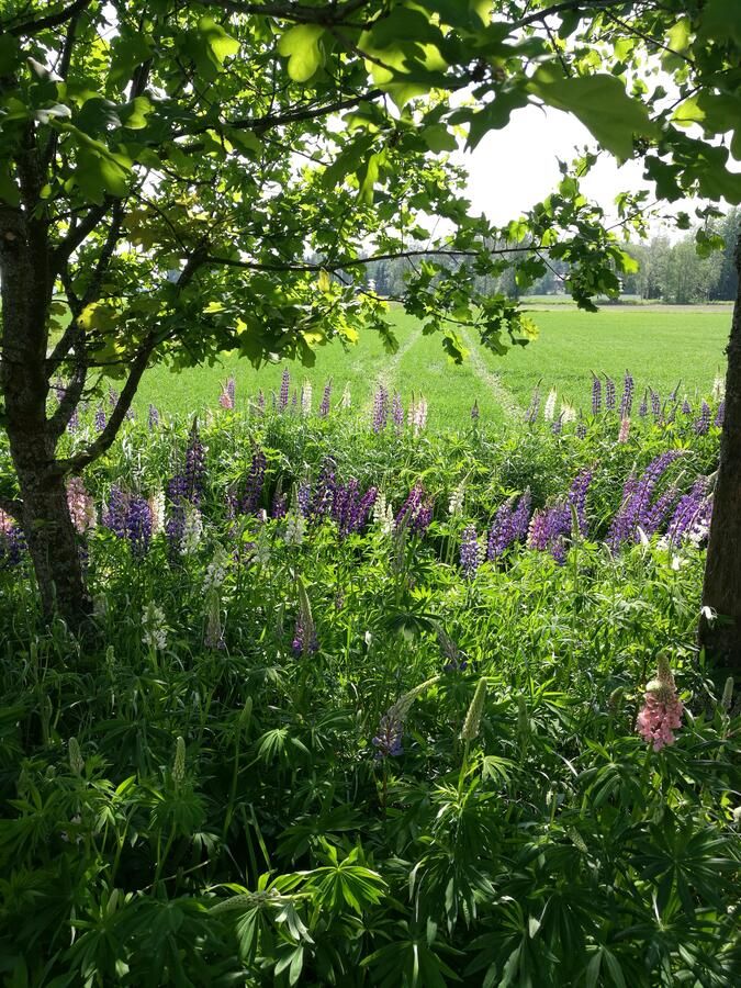 Фермерские дома Levomäki Farm Cottages Ypäjä